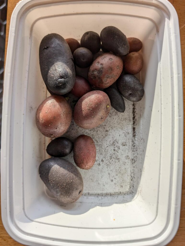 small red and purple potatoes, the bounty of our first crop